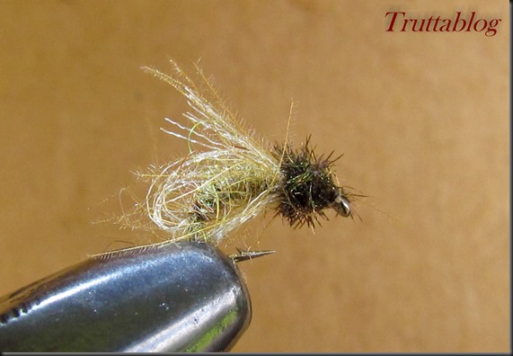 Caddis (2 of 6)