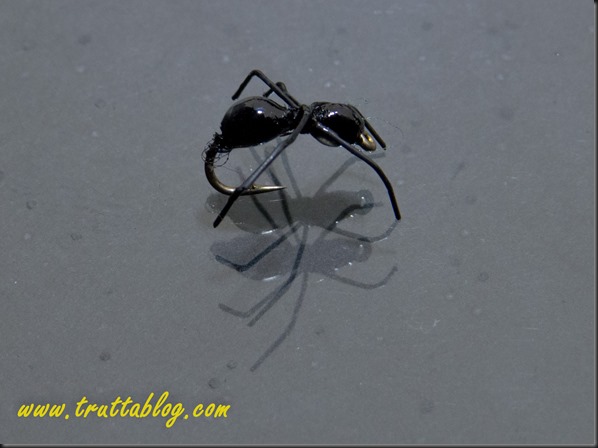 Ant (1 of 1)-10