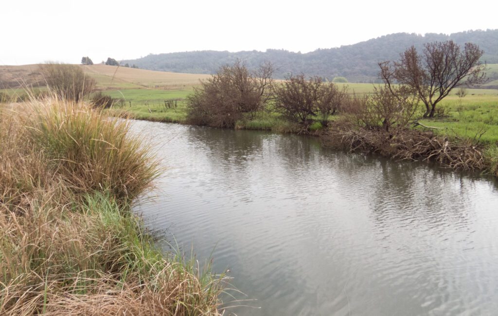 Umngeni River Trout