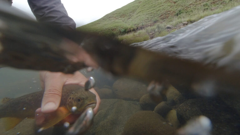 Brown Trout release
