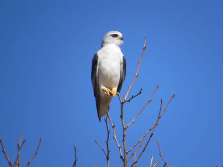 Black Shouldered Kite