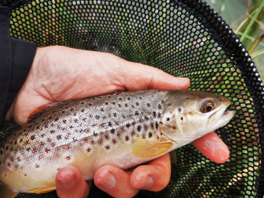 uMngeni Brown Trout