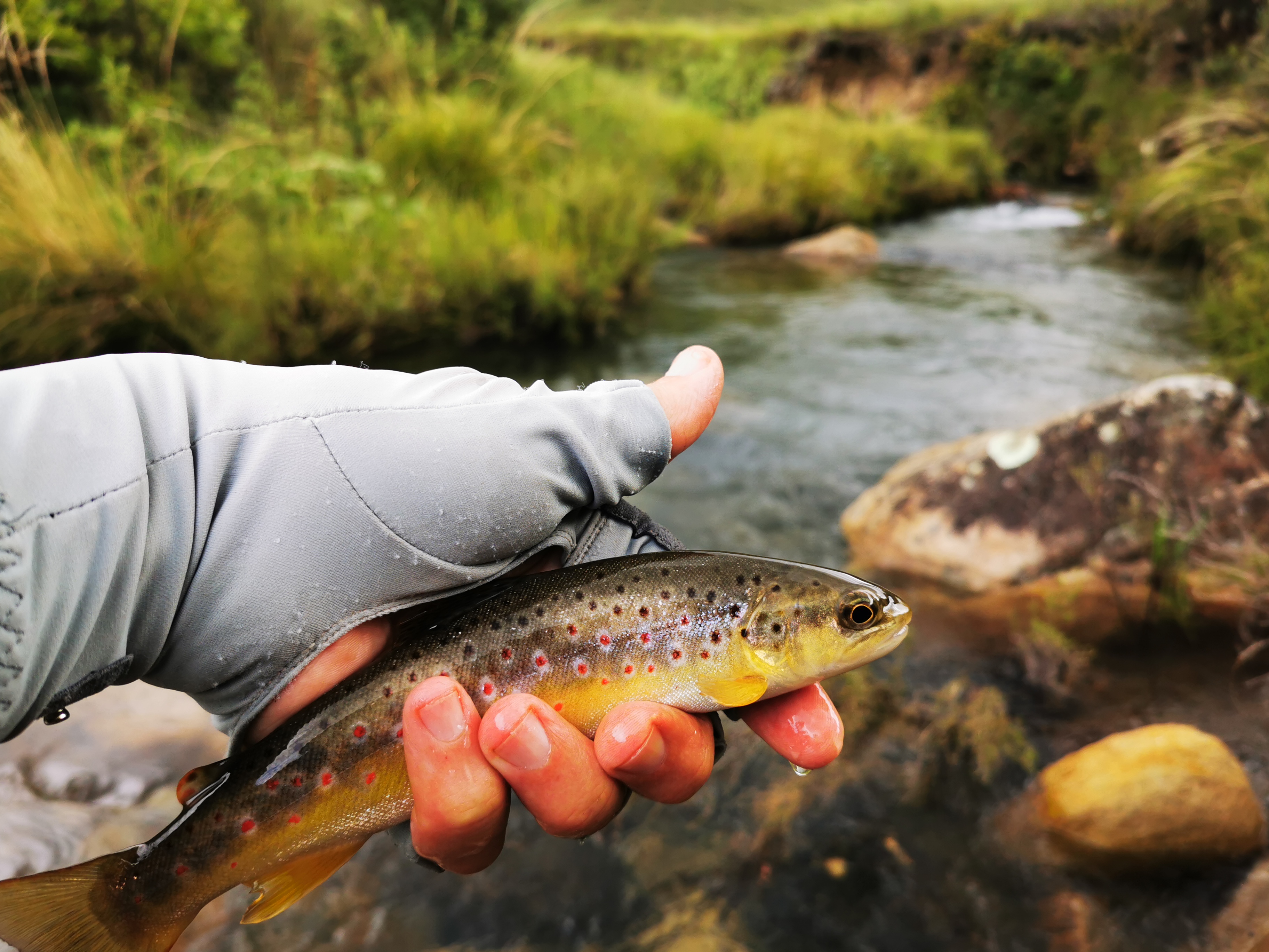 Brown Trout