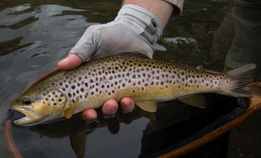 Flyfishing in the second decad of March - Truttablog