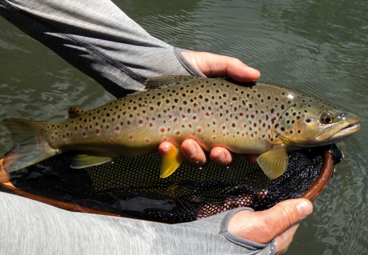 Brown Trout Truttablog