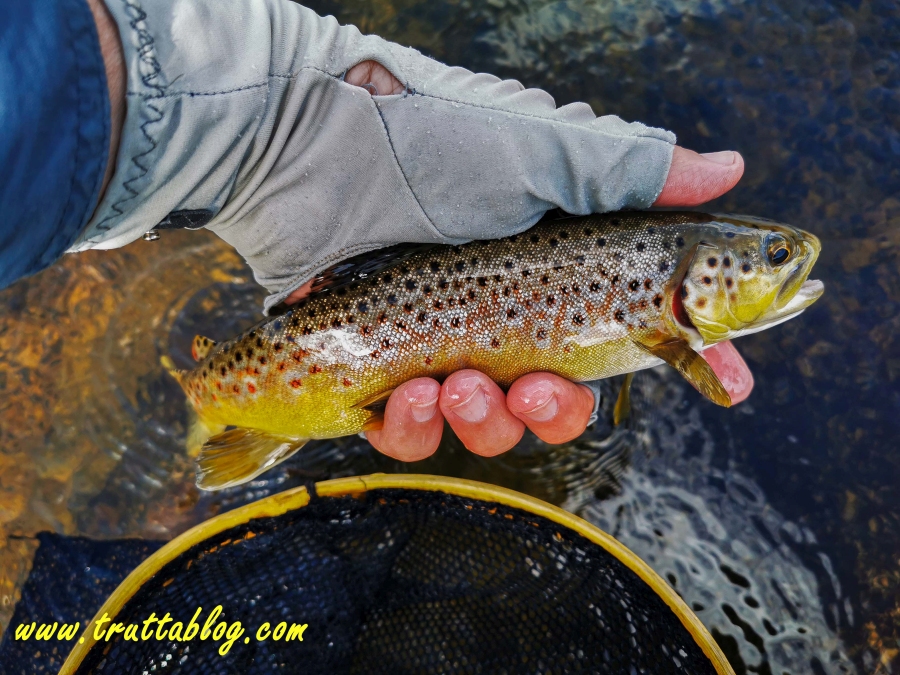 Small Brown Trout