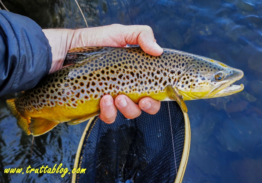 Brown Trout