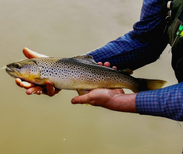 uMngeni River Brown Trout