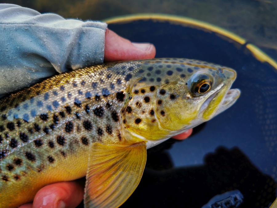 Truttablog - Waters & words : a celebration of flyfishing