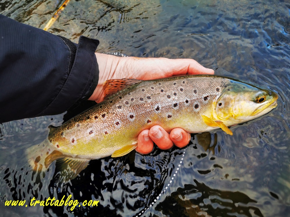 a big Brown Trout from Chestnuts