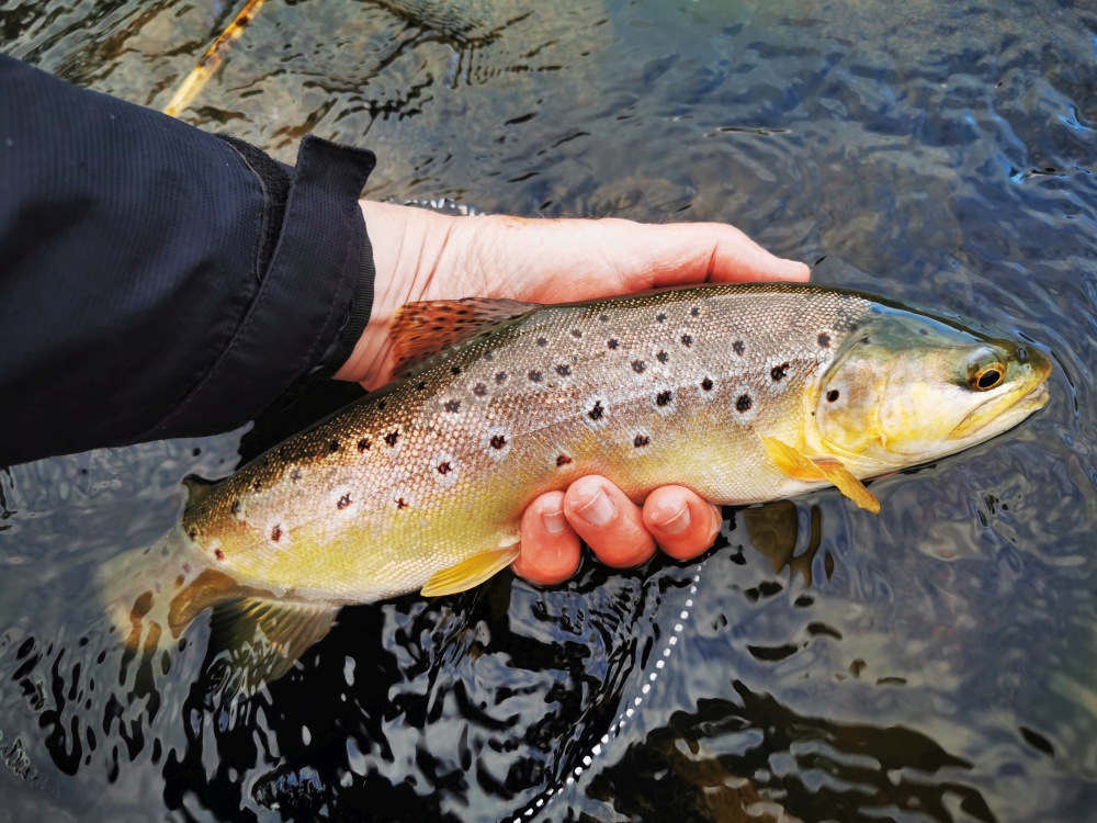 Truttablog - Waters & words : a celebration of flyfishing