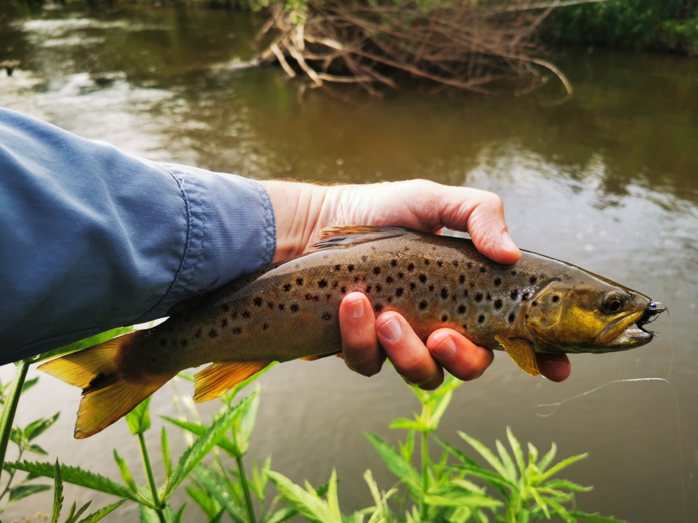 A Brown Trout from the uMngeni River