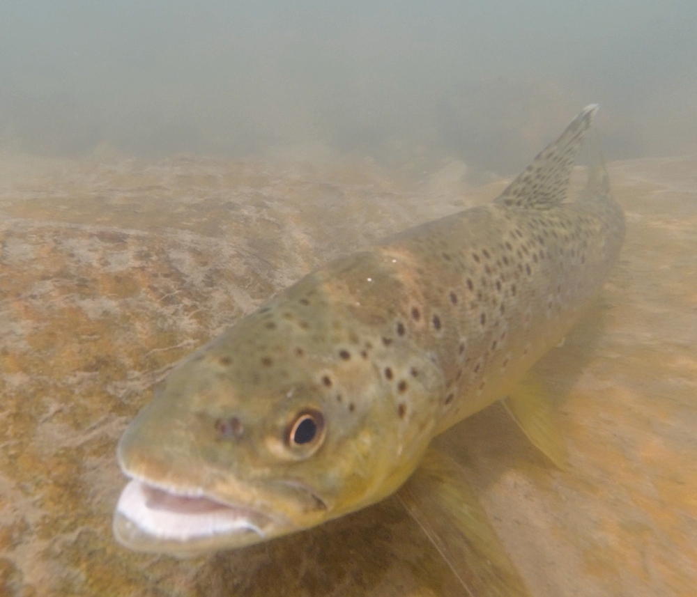 A brown trout under water showing its open mouth