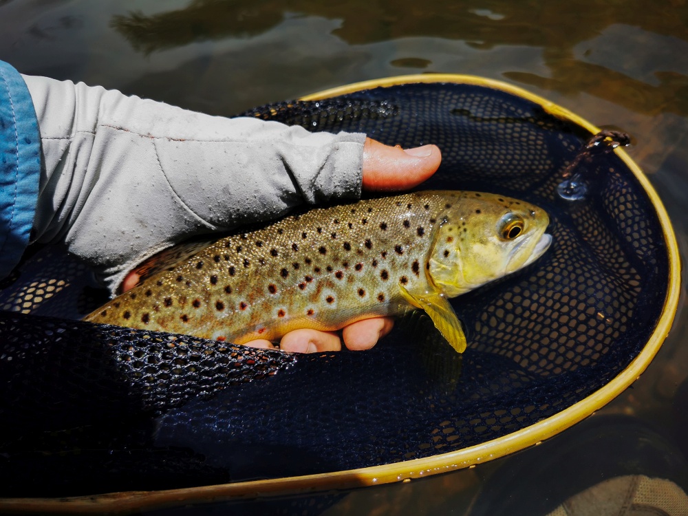 A Brown Trout in a fisherman's net
