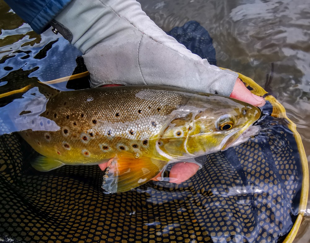 Brown Trout caught on a dry fly