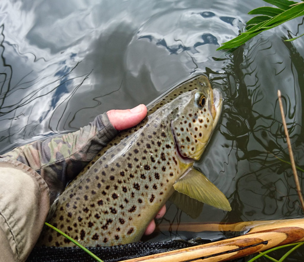A Brown Trout from the confluence of the Lafula