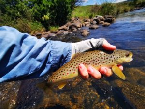a Brown Trout from Wakefield on the upper uMngeni river 