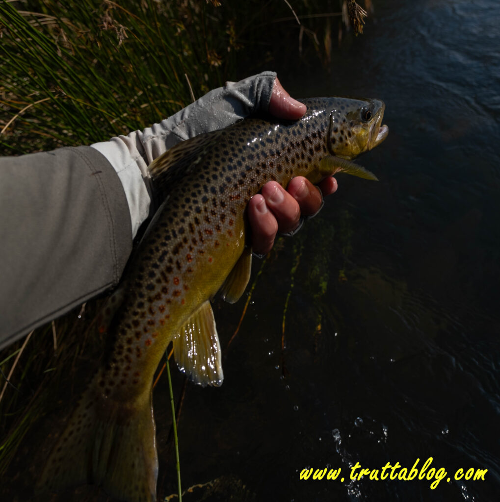 A Brown Trout about to be released by a fly angler