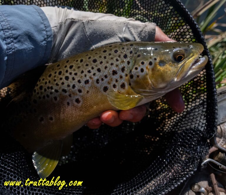a Brown Trout from the uMngeni river