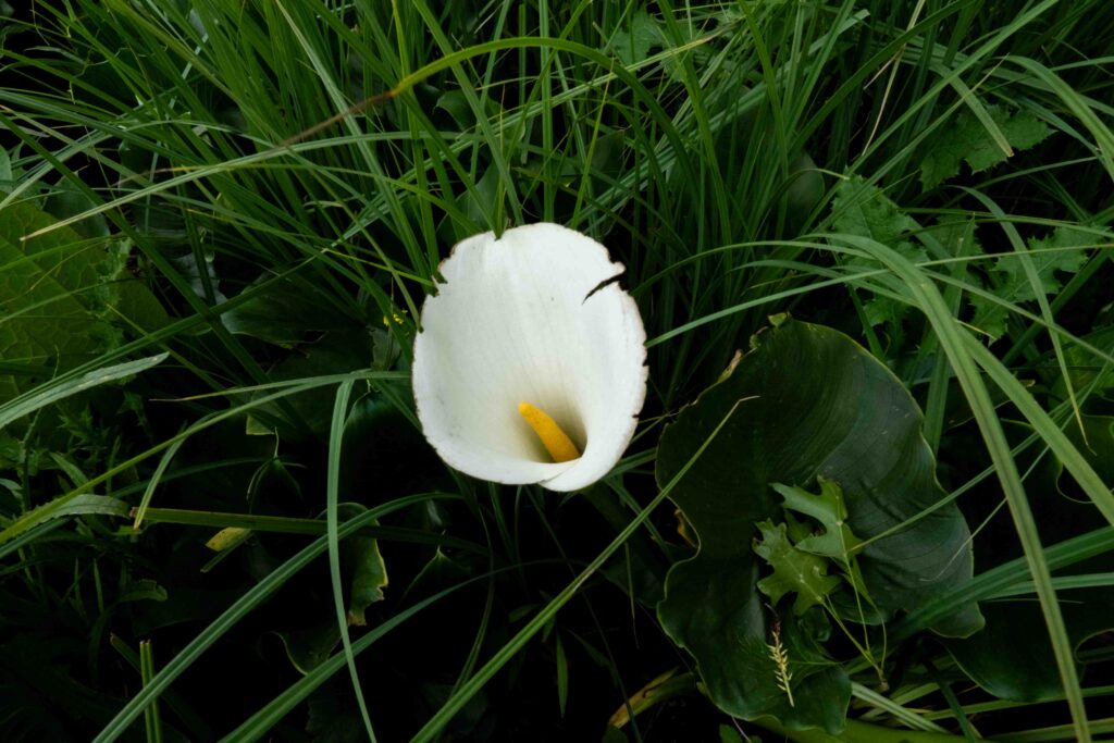 a white arum lilly in summer grass