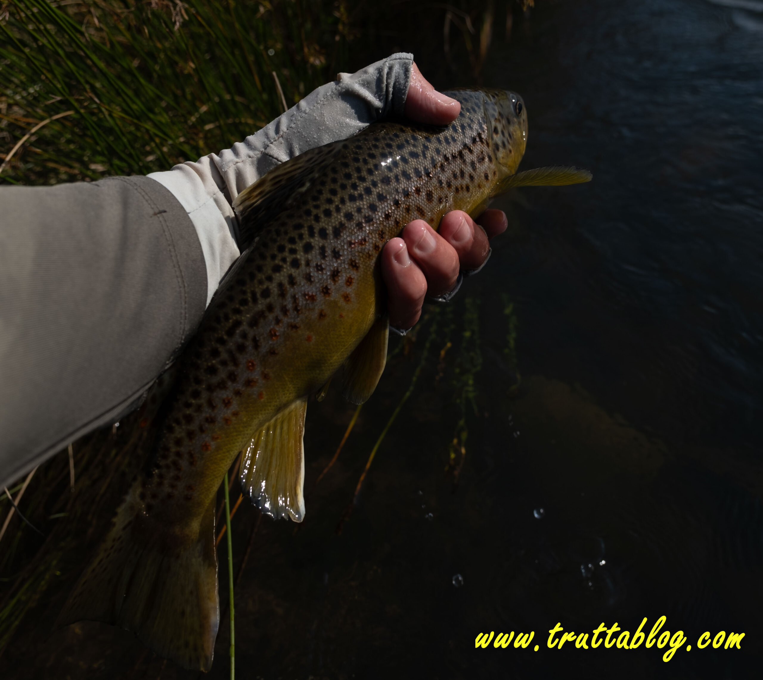 A Brown trout from the Bushmans at Bhungane Beat