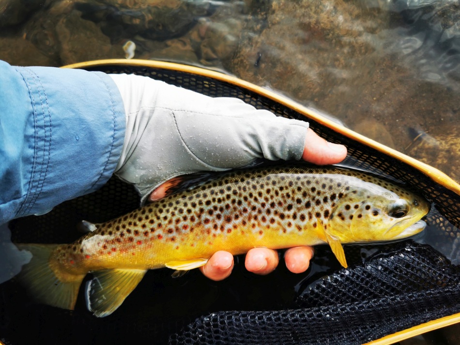 a Brown Trout from the Hlambamasoka