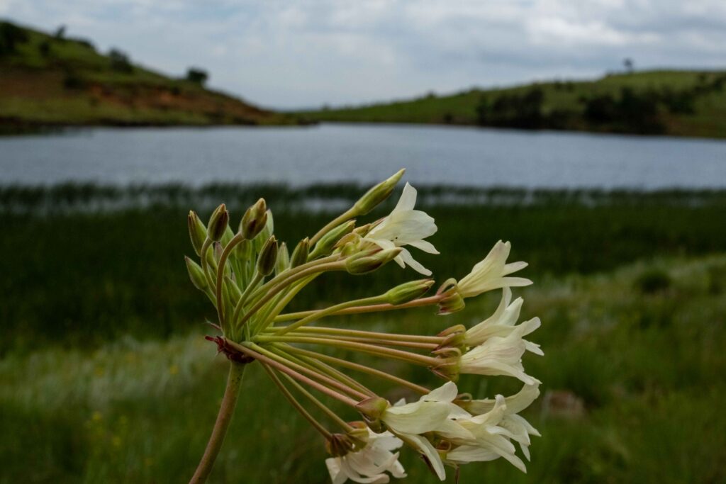 Flowers in the veld