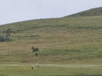 Wattled Cranes