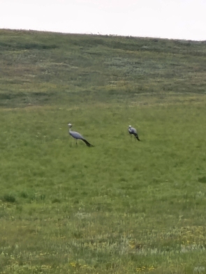 Blue Cranes
