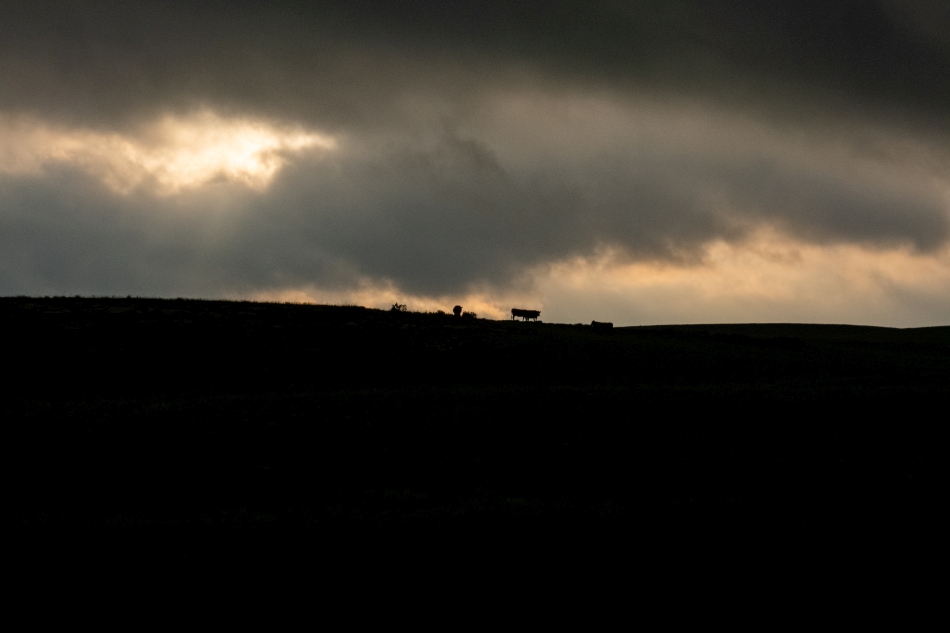 cows on the skyline