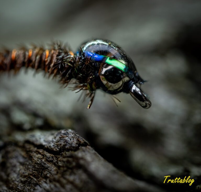 The detail of a bead on a flashback pheasant tail nymph