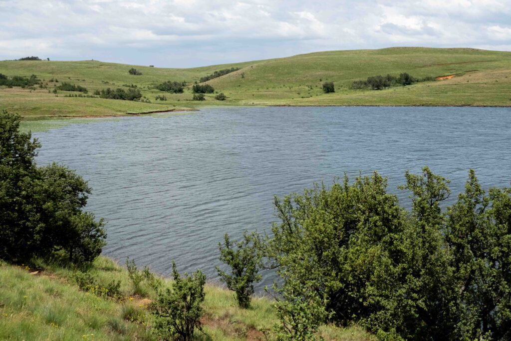 sunny trout lake