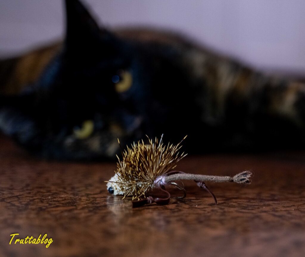 Cat views a mouse fly