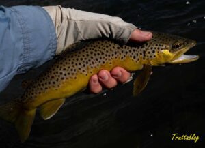 a brown trout, showing the white leading edge of the anal fin as is symptomatic of the onset of breeding season