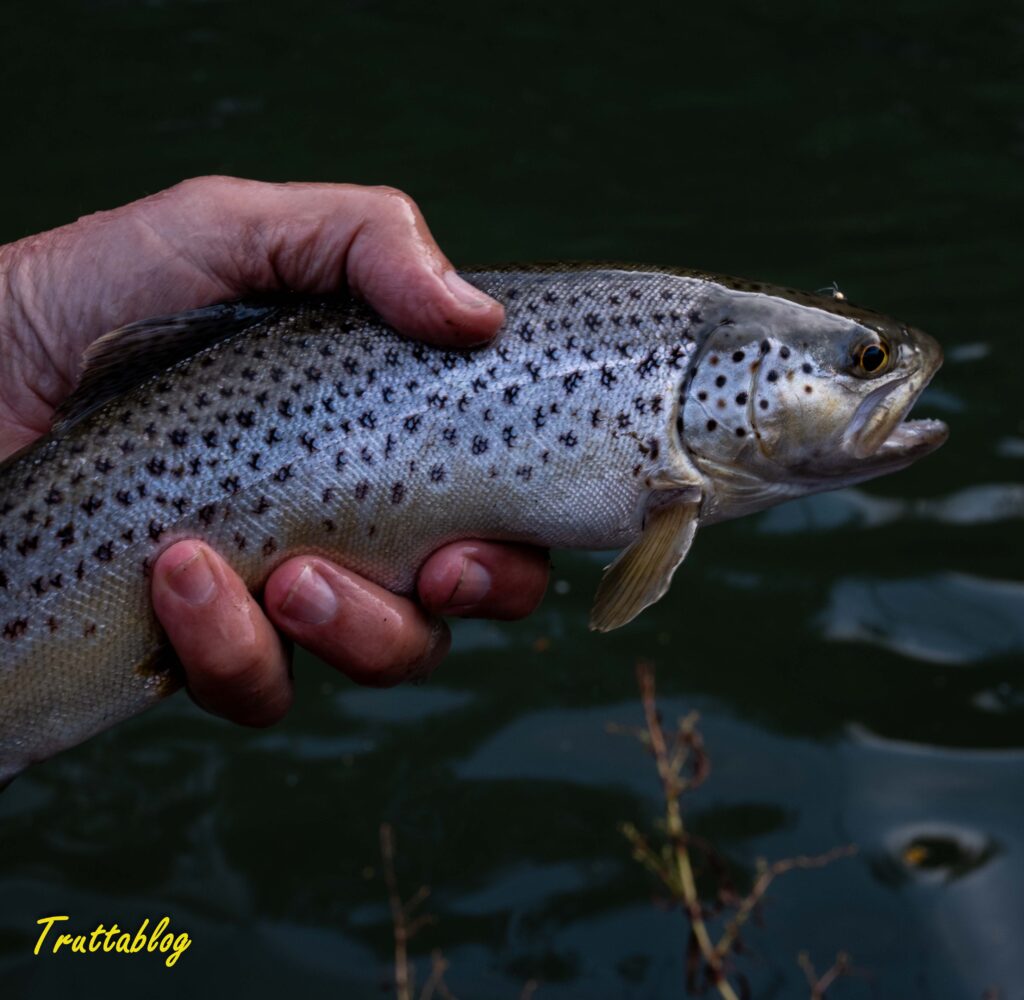 a Brown Trout from the uMngeni River