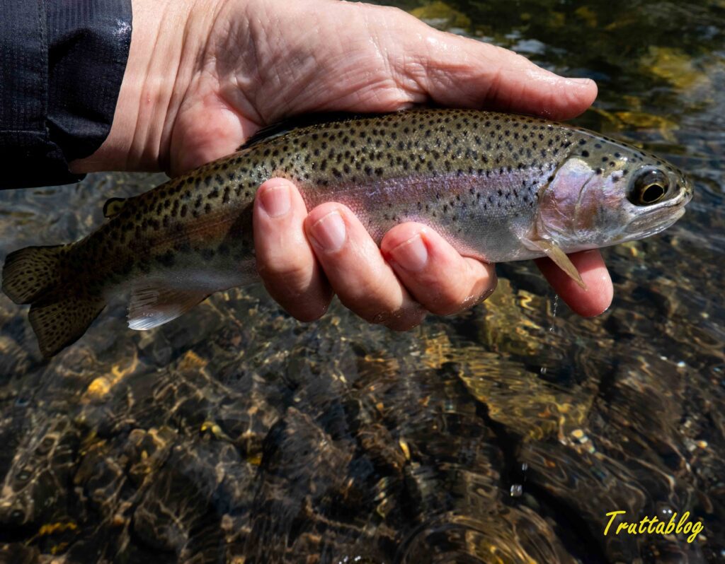 A Rainbow Trout from the Bokspruit