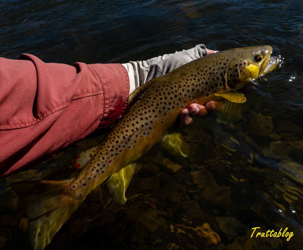 a Brown Trout from the upper uMngeni