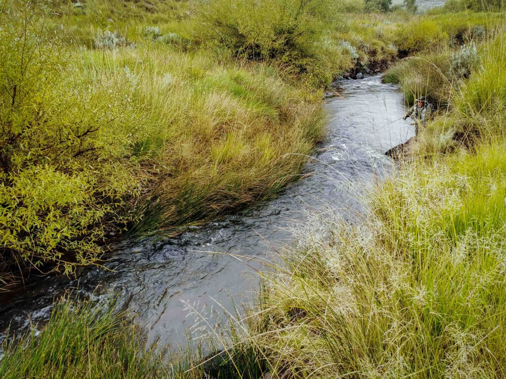 a small Trout stream