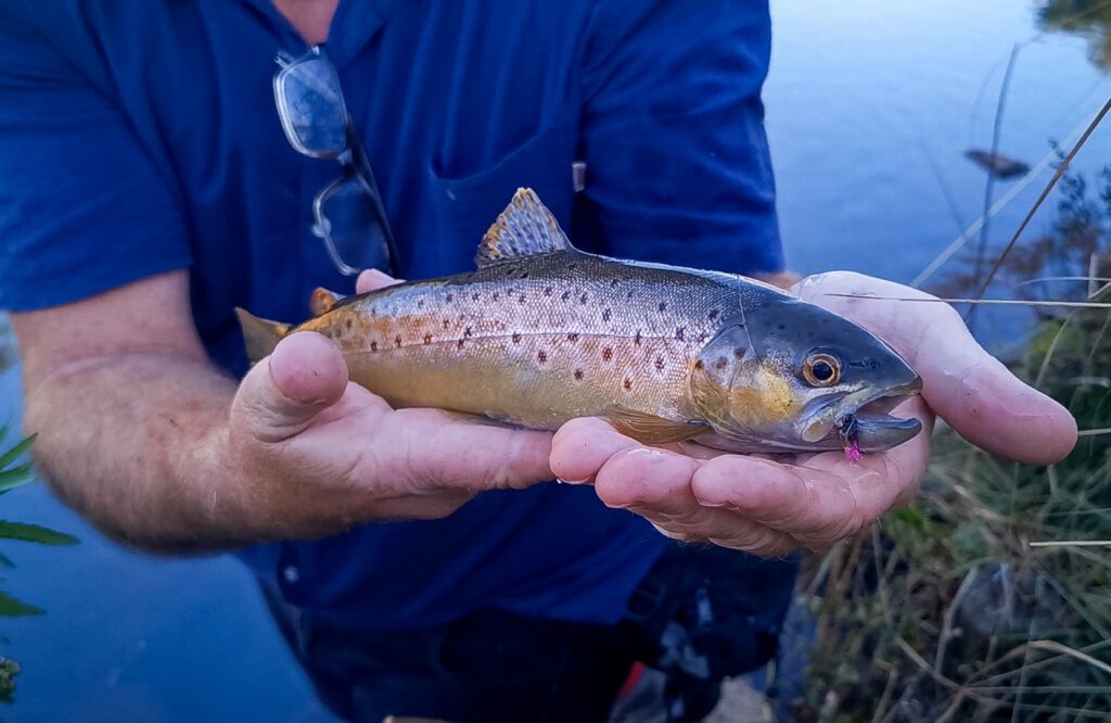 A Brown Trout which took a dry fly on the uMngeni River