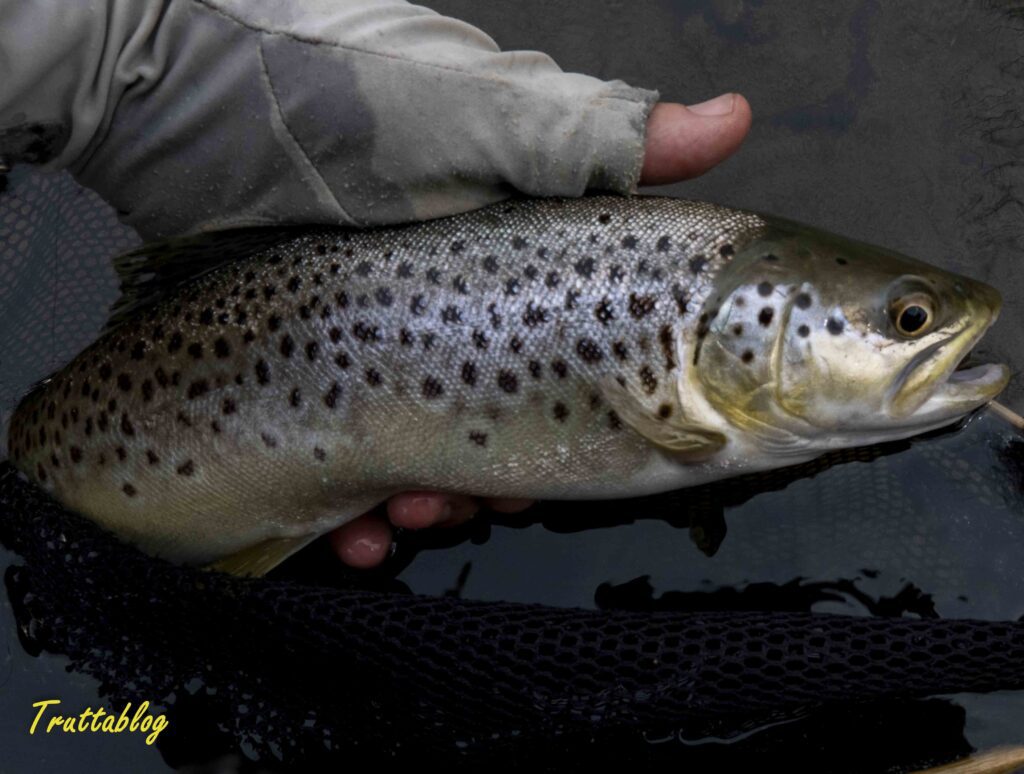 Brigadoon Brown Truttablog A Brown Trout taken on fly from Brigadoon on the uMngeni River