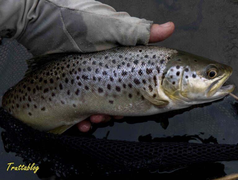 A Brown Trout taken on fly from Brigadoon on the uMngeni River