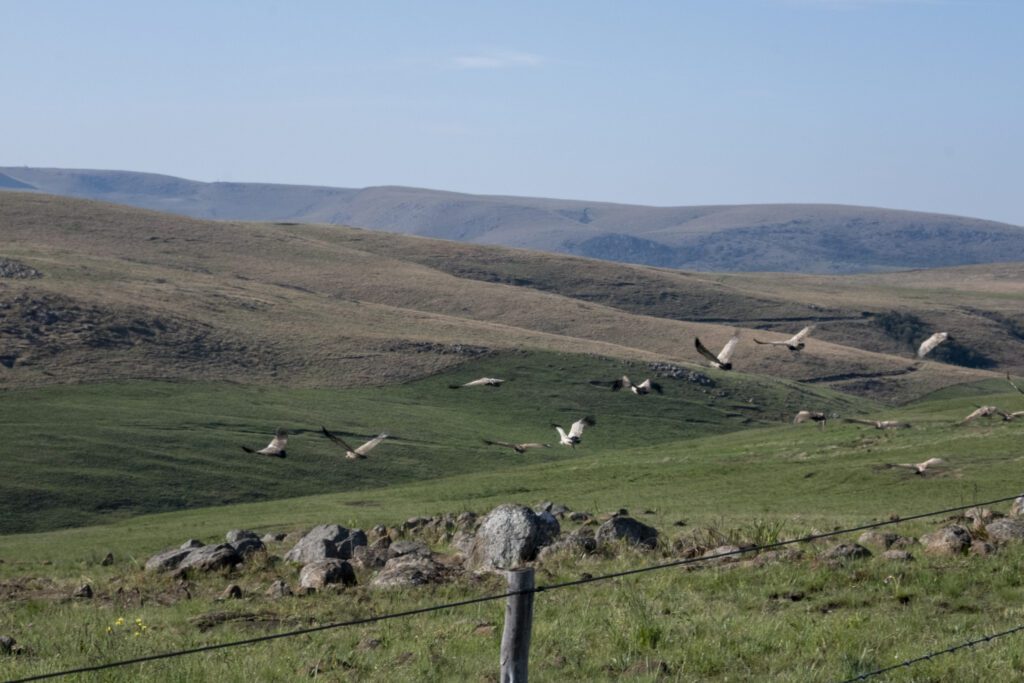 Cape Vultures in flight