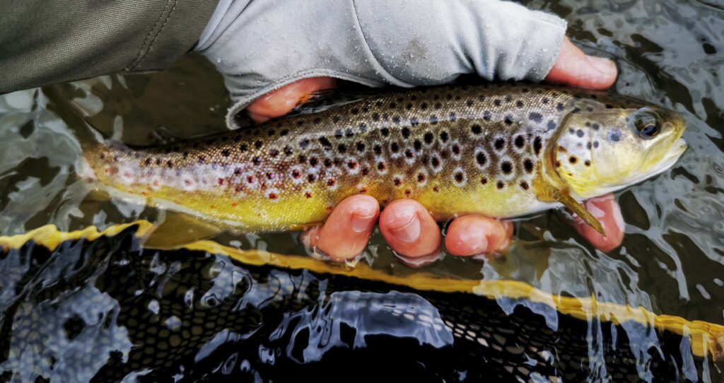 A Brown Trout from Kamberg