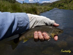 A Brown Trout from the Mooi River at Kamberg