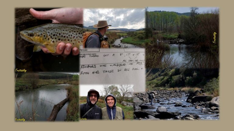 a collage of brown trout flyfishing from the Natal Midlands