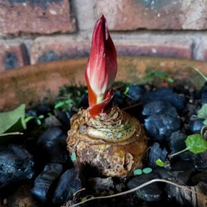Blood lily in bud