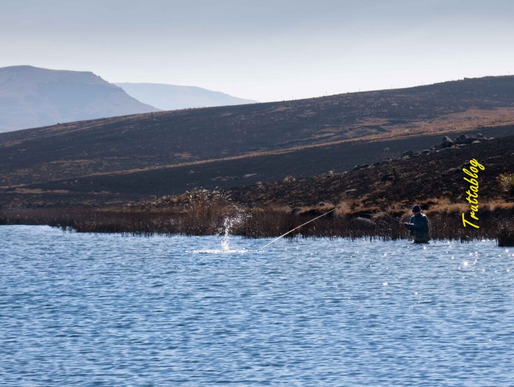 A hooked trout jumping in late winter sunshine
